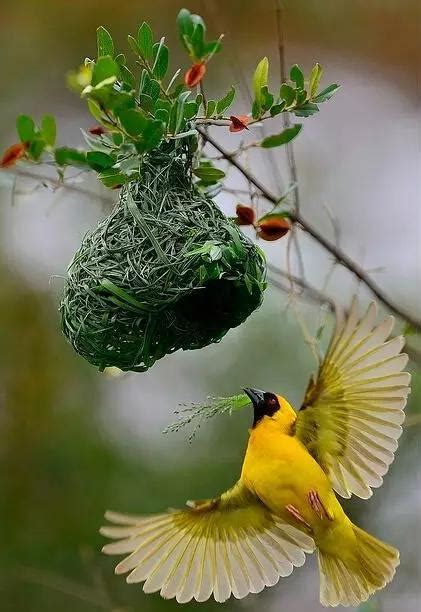 飛機風景照 鳥來家裡築巢